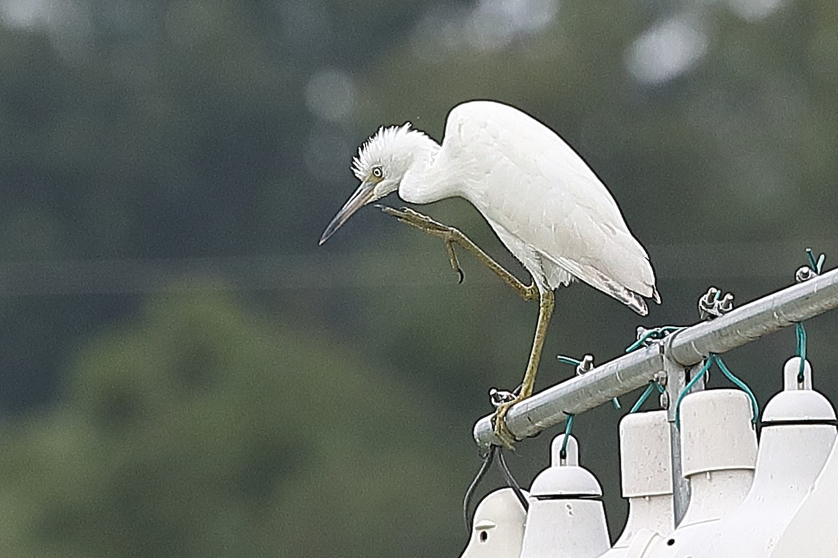 Little Blue Heron - ML640470804