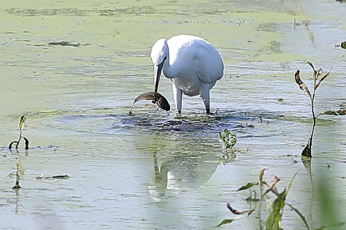 Little Blue Heron - ML640470805