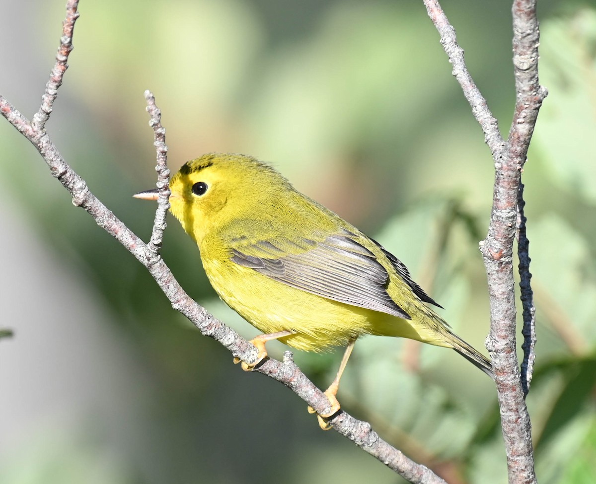 Wilson's Warbler - ML640470841
