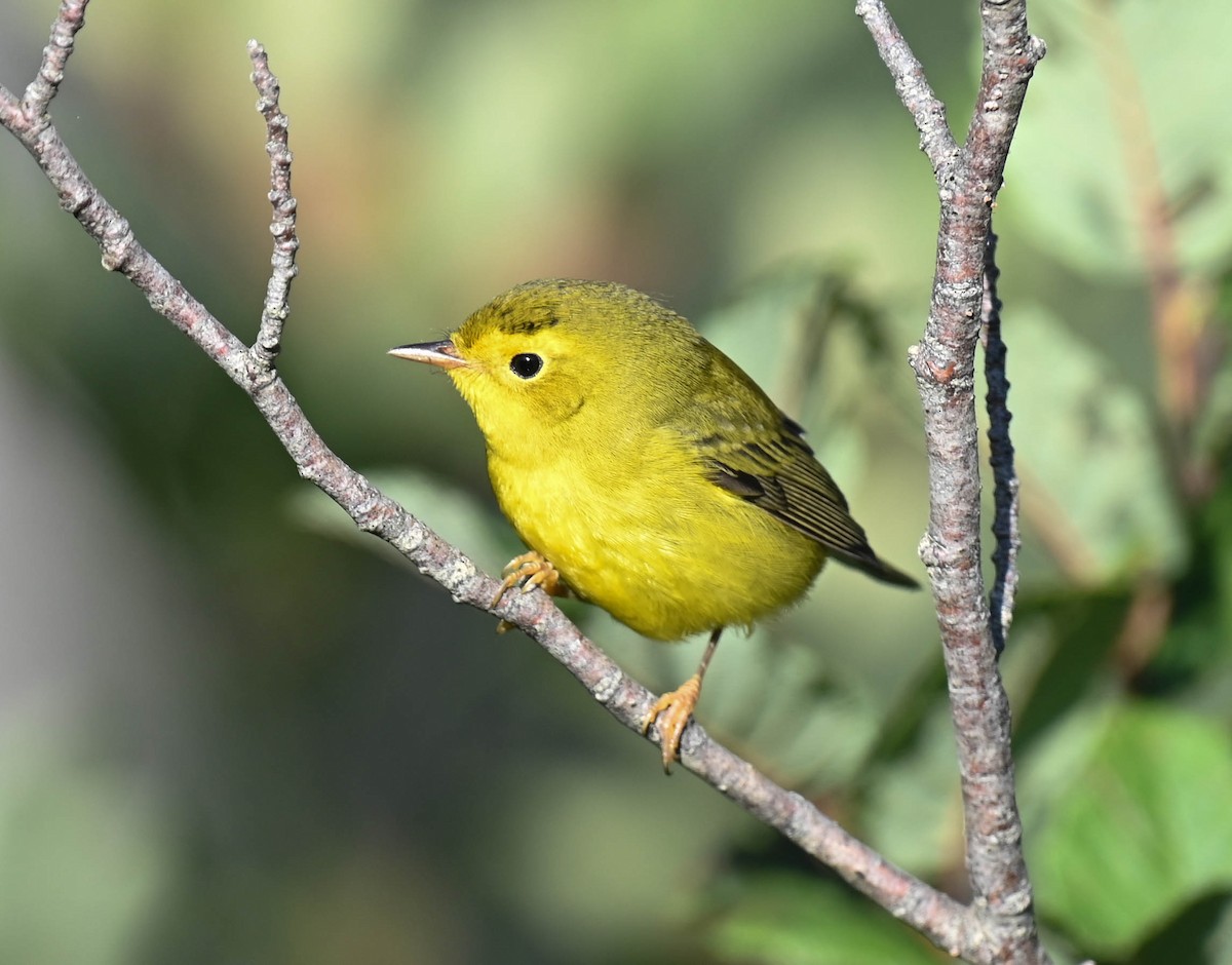 Wilson's Warbler - ML640470842
