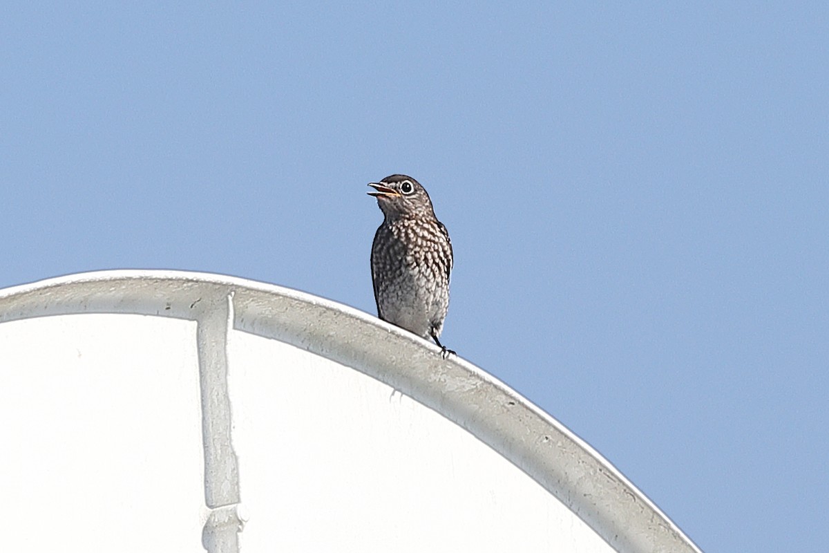 Eastern Bluebird - ML640470853