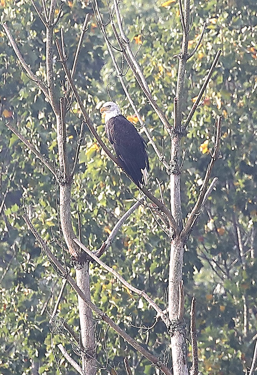 Bald Eagle - ML640470865