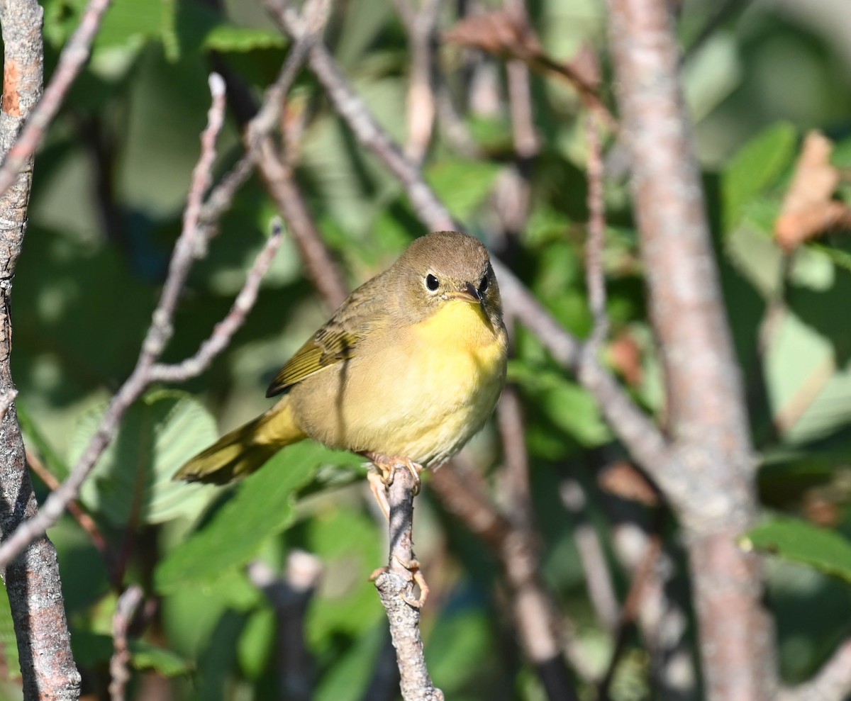 Common Yellowthroat - ML640470866