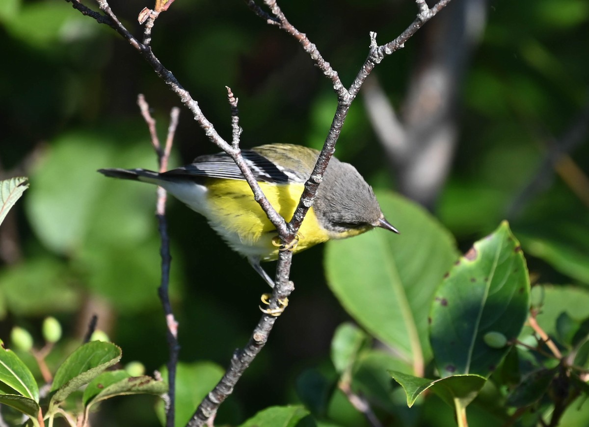 Magnolia Warbler - ML640470867