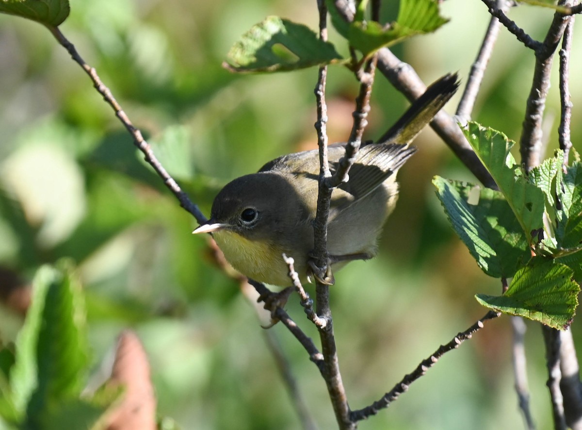 Common Yellowthroat - ML640470868