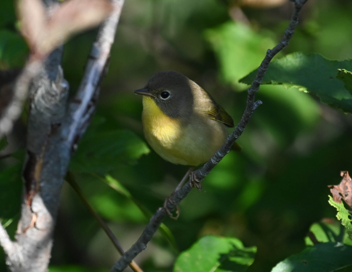 Common Yellowthroat - ML640470869
