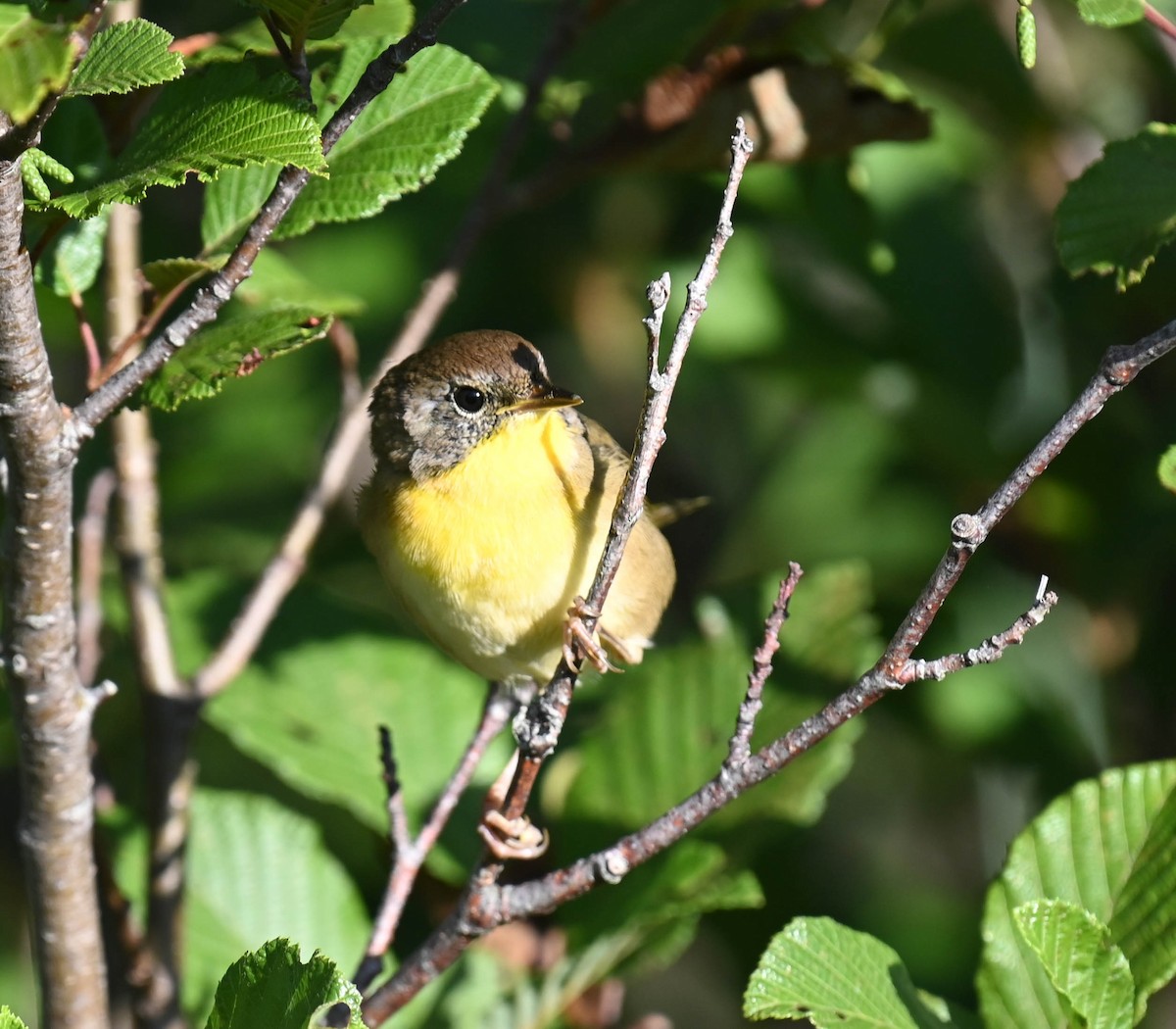 Common Yellowthroat - ML640470870