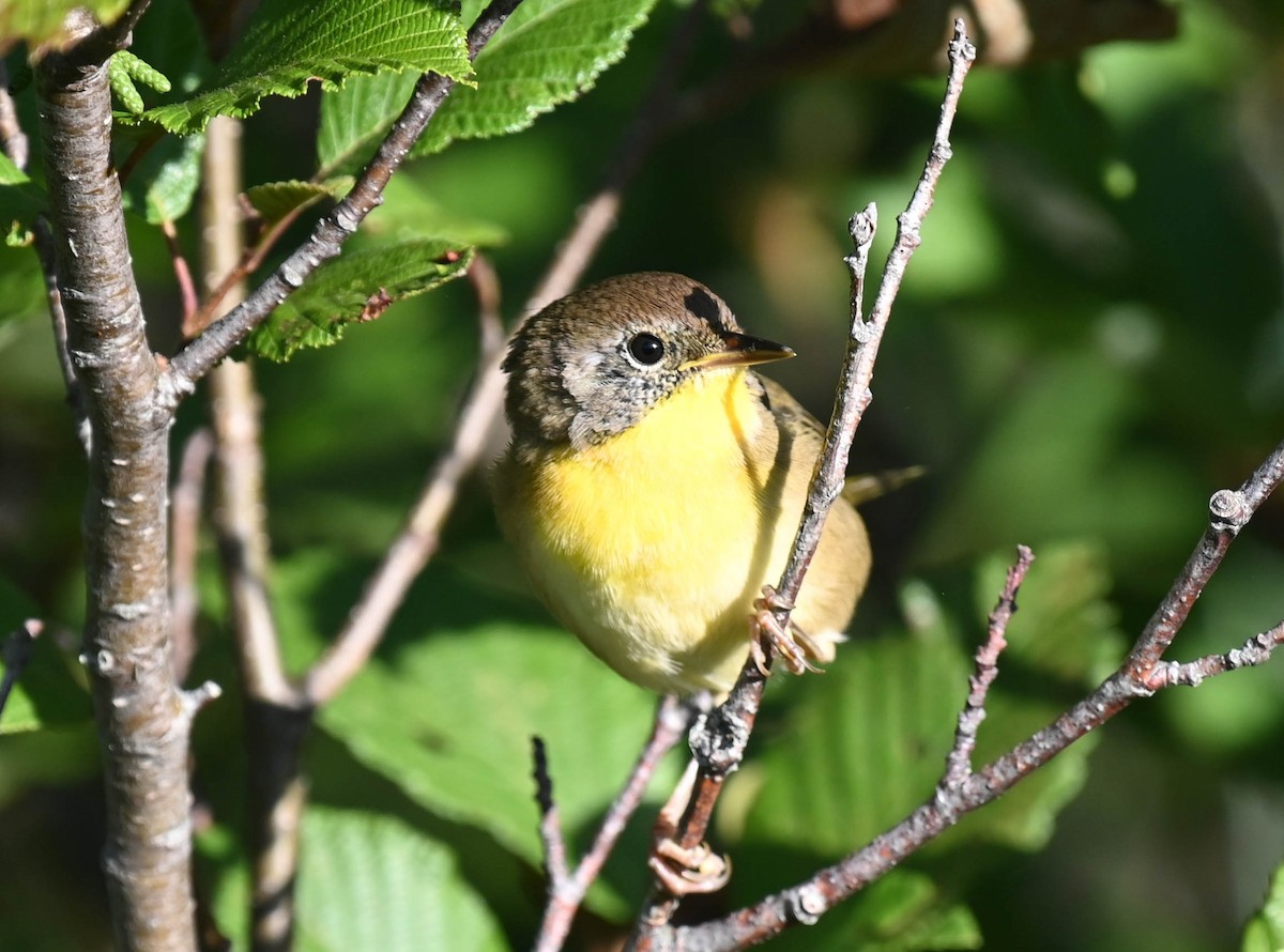 Common Yellowthroat - ML640470871