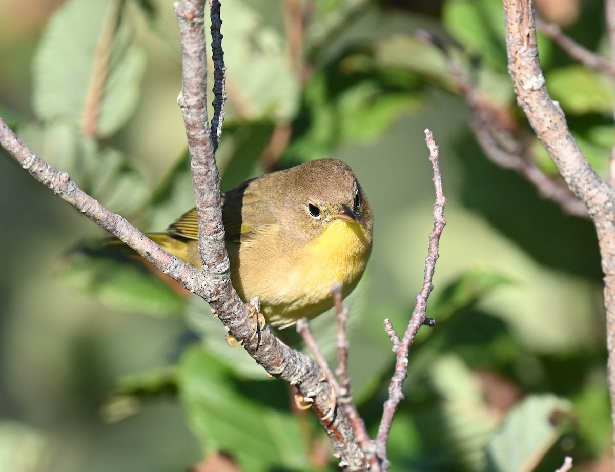 Common Yellowthroat - ML640470872