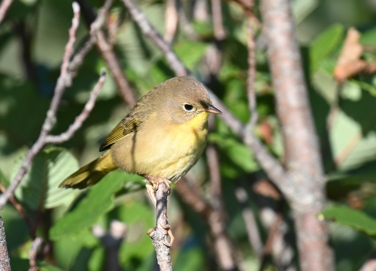 Common Yellowthroat - ML640470873