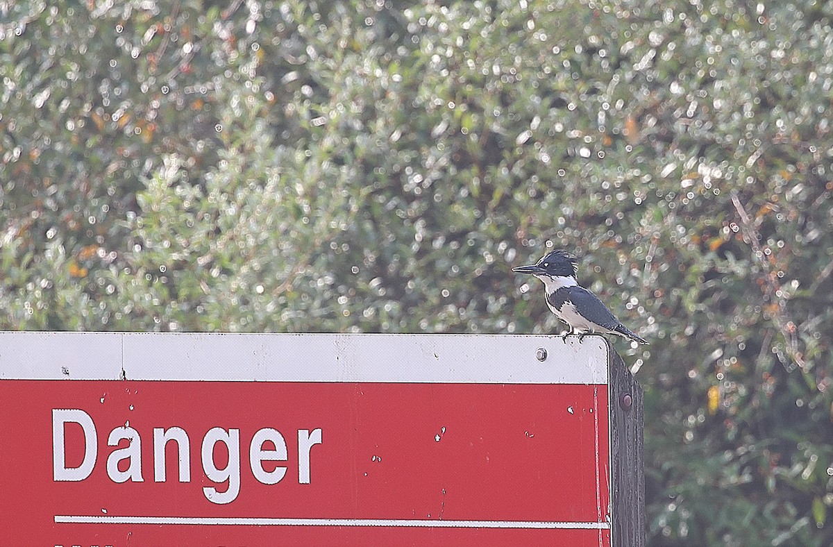 Belted Kingfisher - ML640470875
