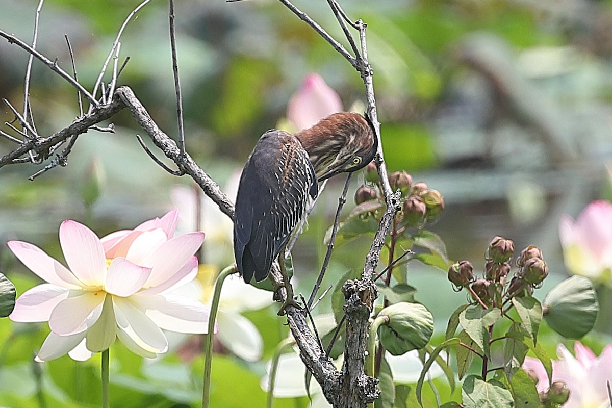 Green Heron - ML640470921
