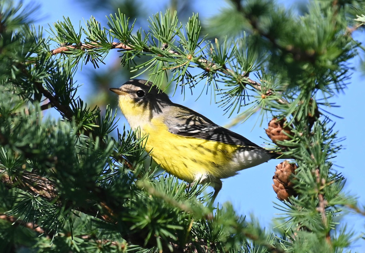 Magnolia Warbler - ML640470936