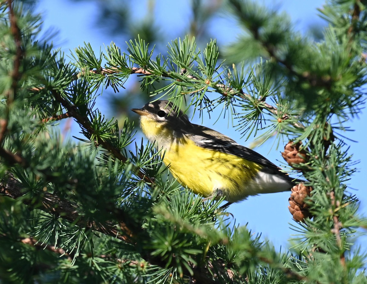 Magnolia Warbler - ML640470937