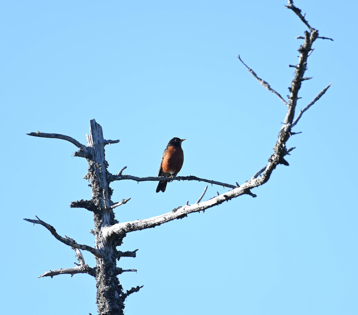 American Robin - ML640470941