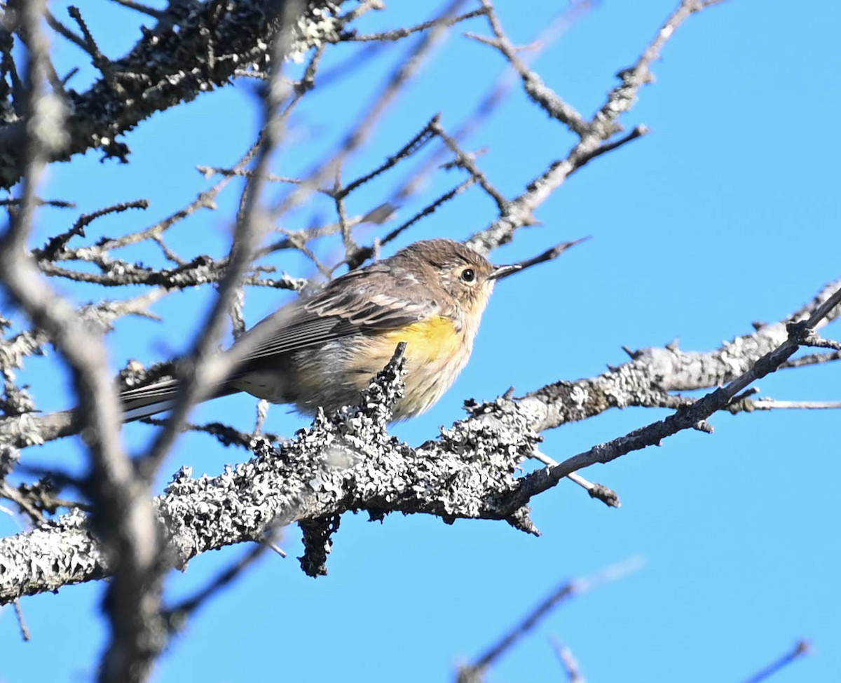 Yellow-rumped Warbler - ML640470954