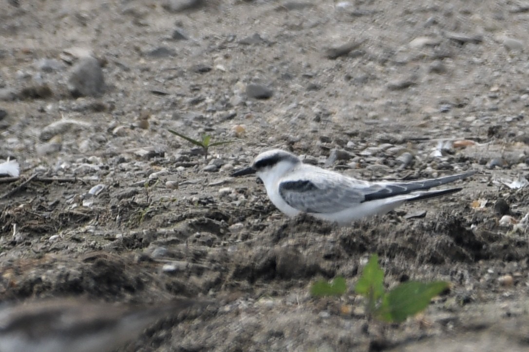 Least Tern - ML640470984