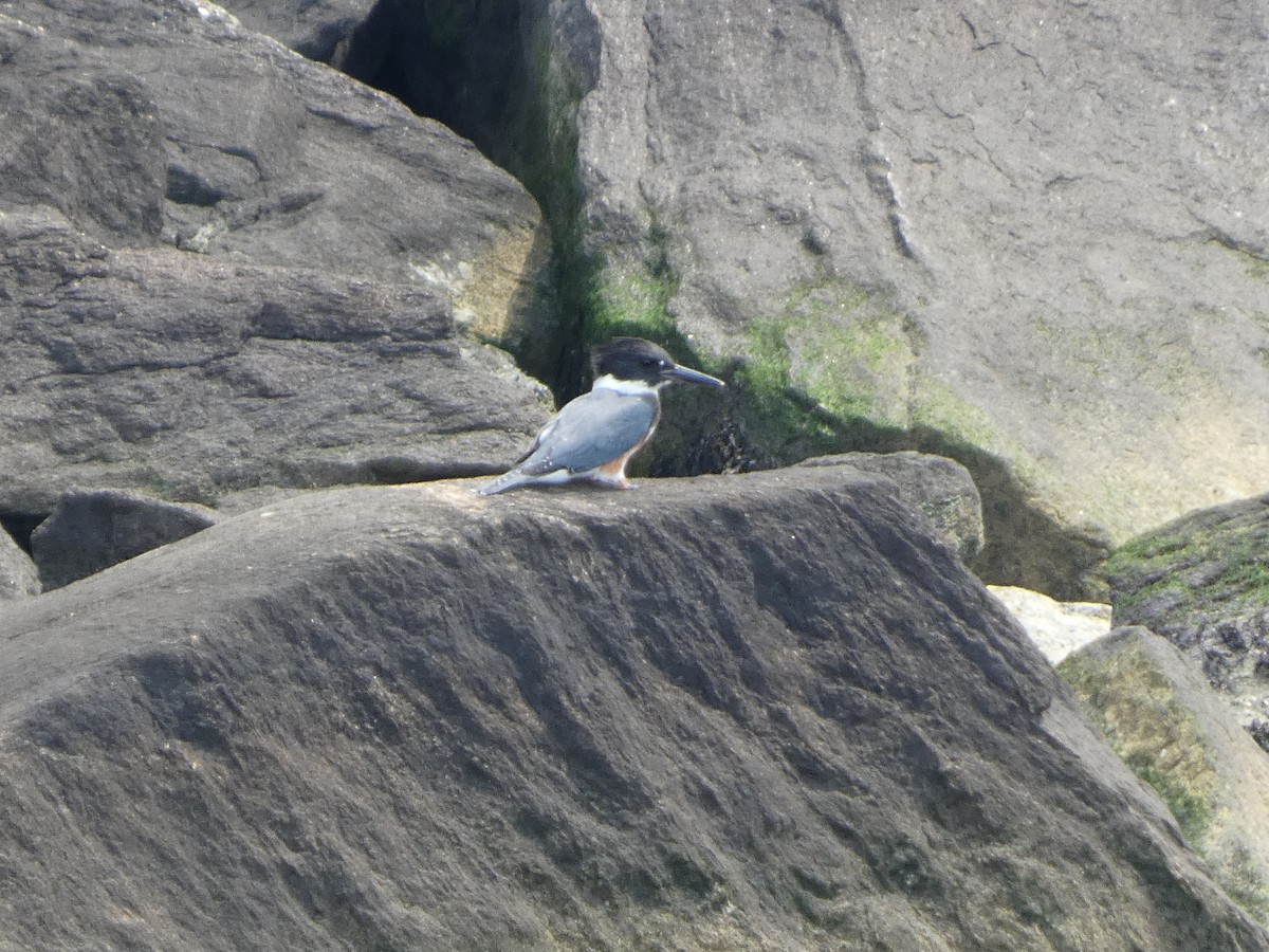 Belted Kingfisher - ML640470998