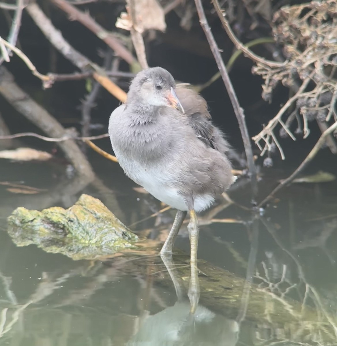 Eurasian Moorhen - ML640471104