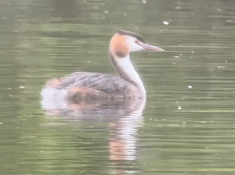Great Crested Grebe - ML640471116