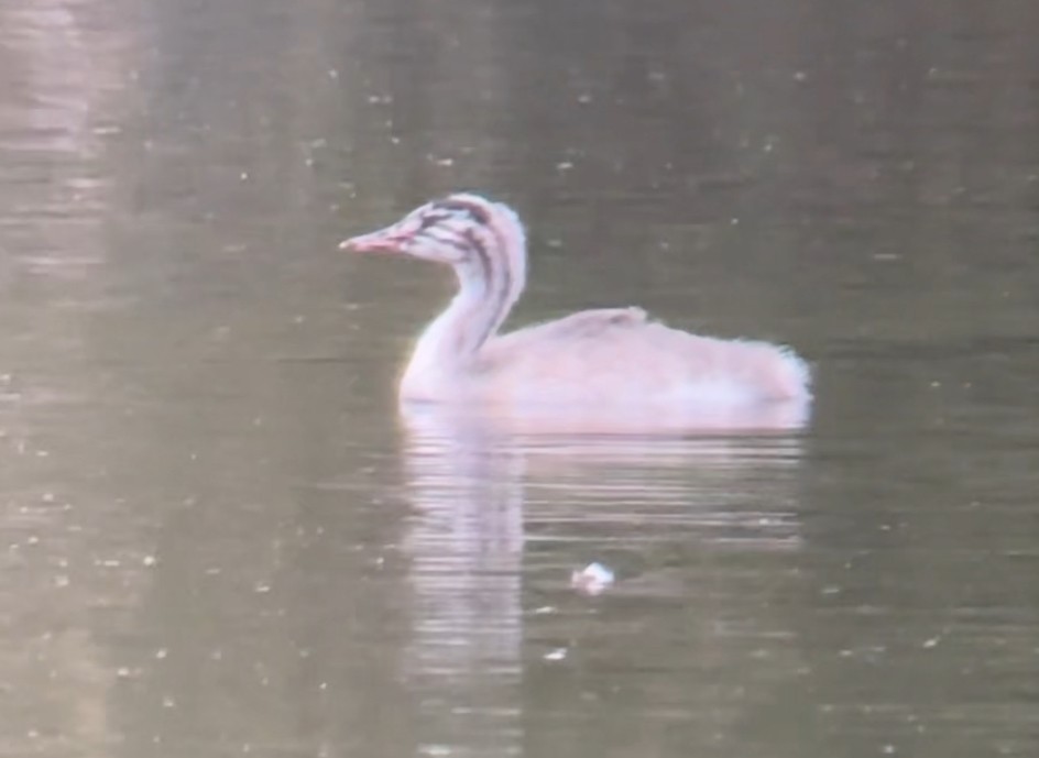 Great Crested Grebe - ML640471117