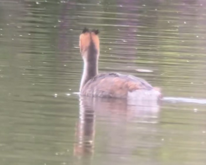 Great Crested Grebe - ML640471147