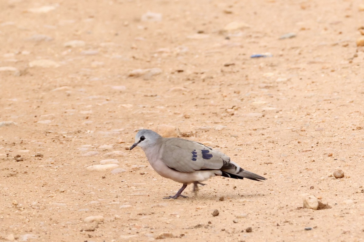 Black-billed Wood-Dove - ML640471149