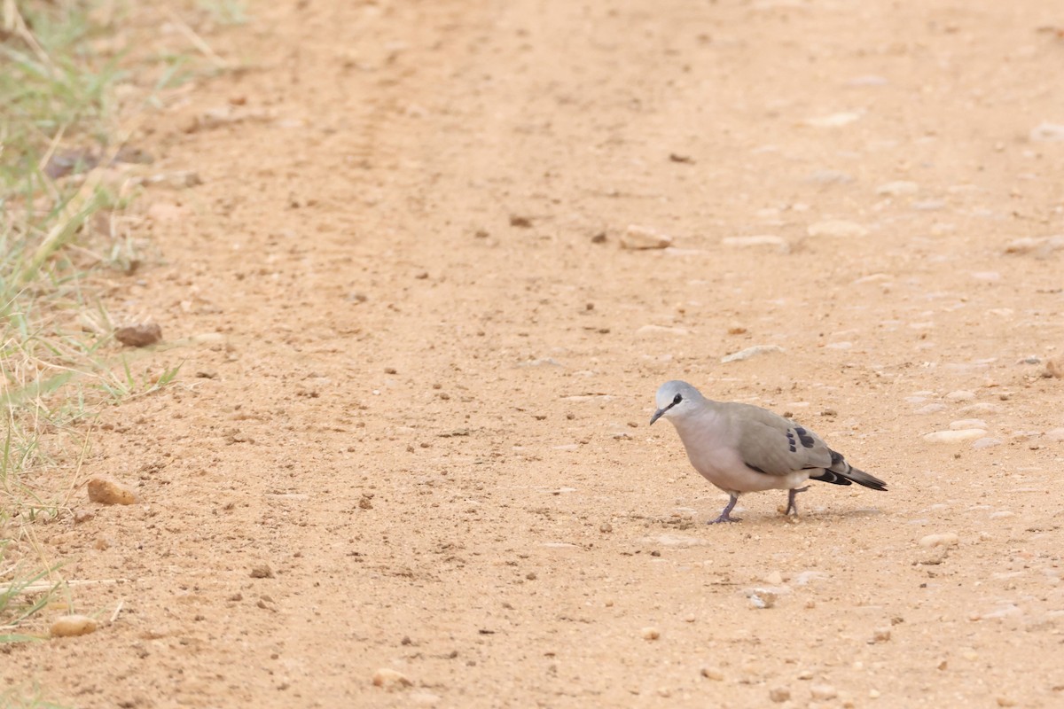 Black-billed Wood-Dove - ML640471150