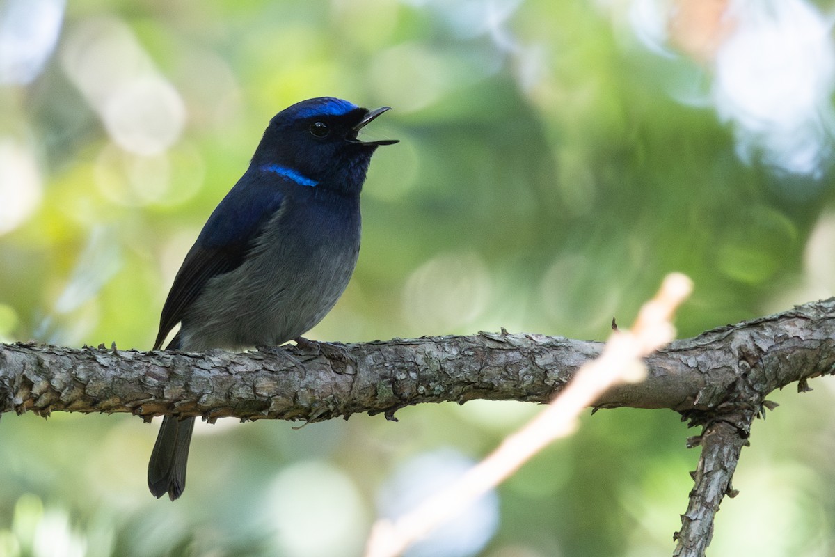 Small Niltava - ML640471171