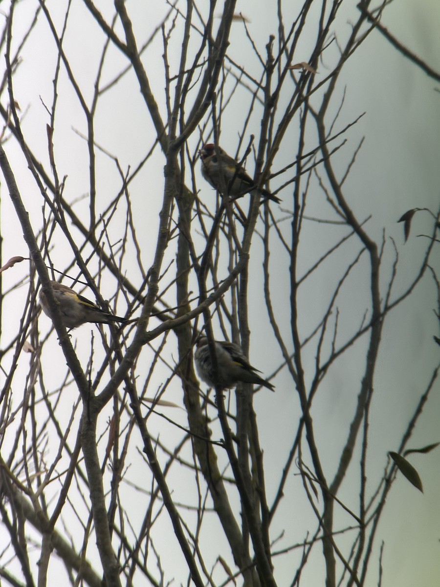 European Goldfinch - ML640471233