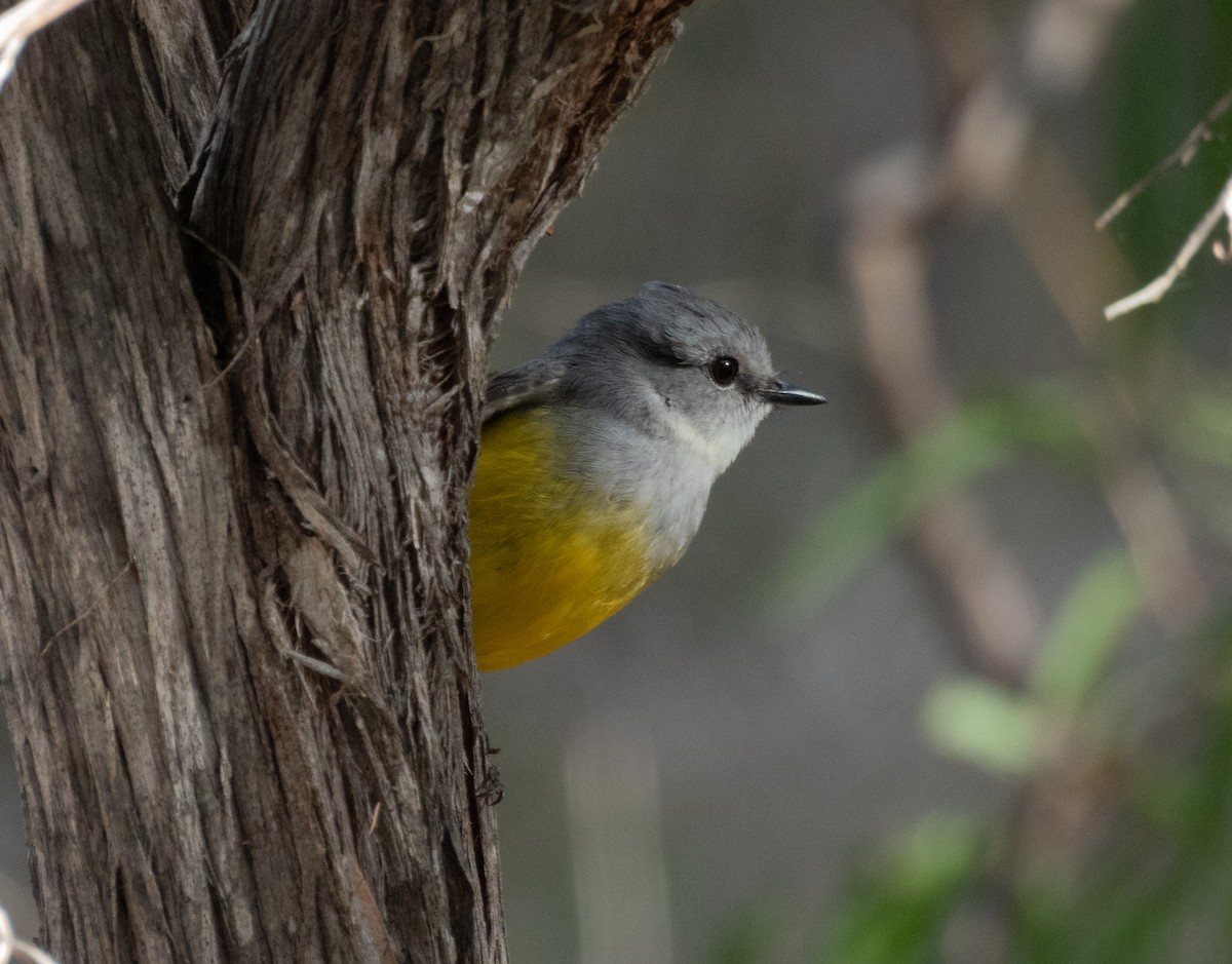 Western Yellow Robin - ML640471276