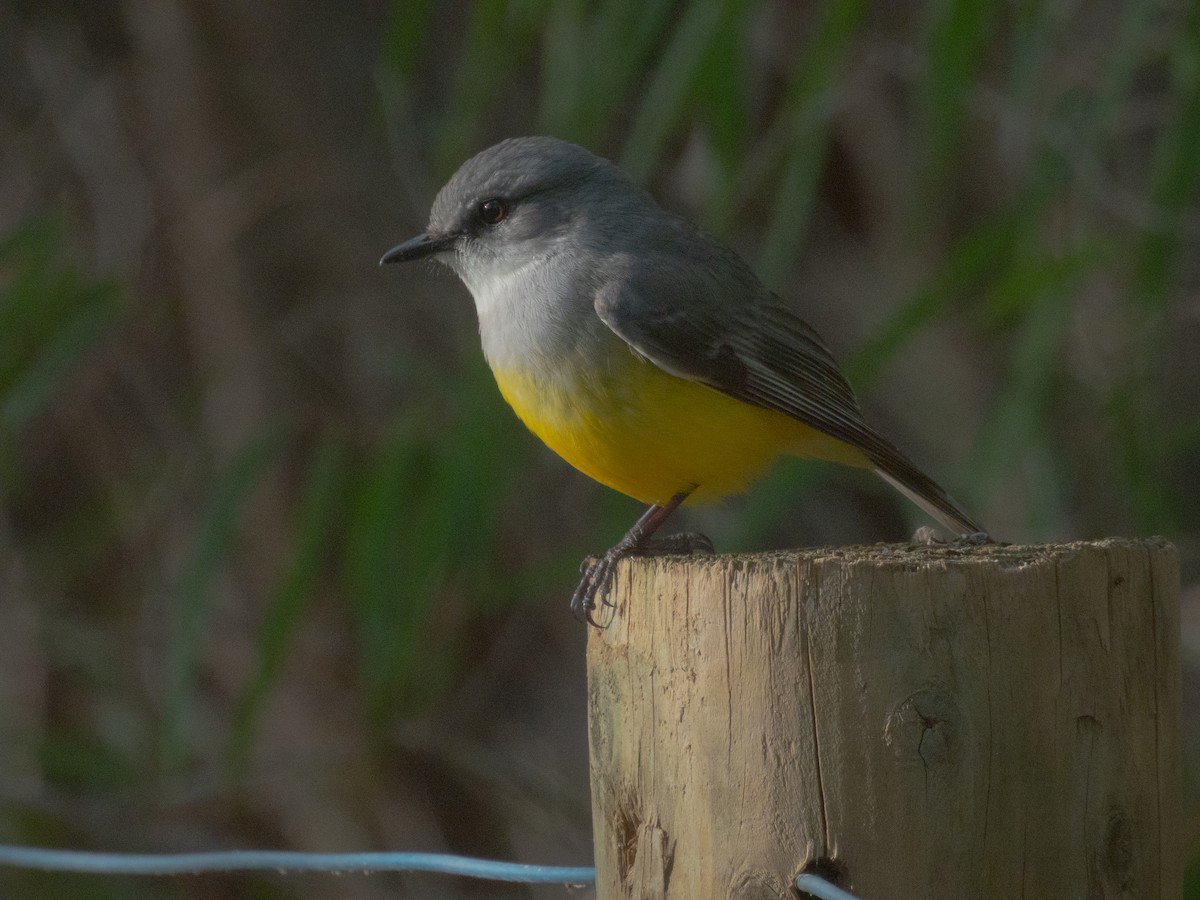 Western Yellow Robin - ML640471277