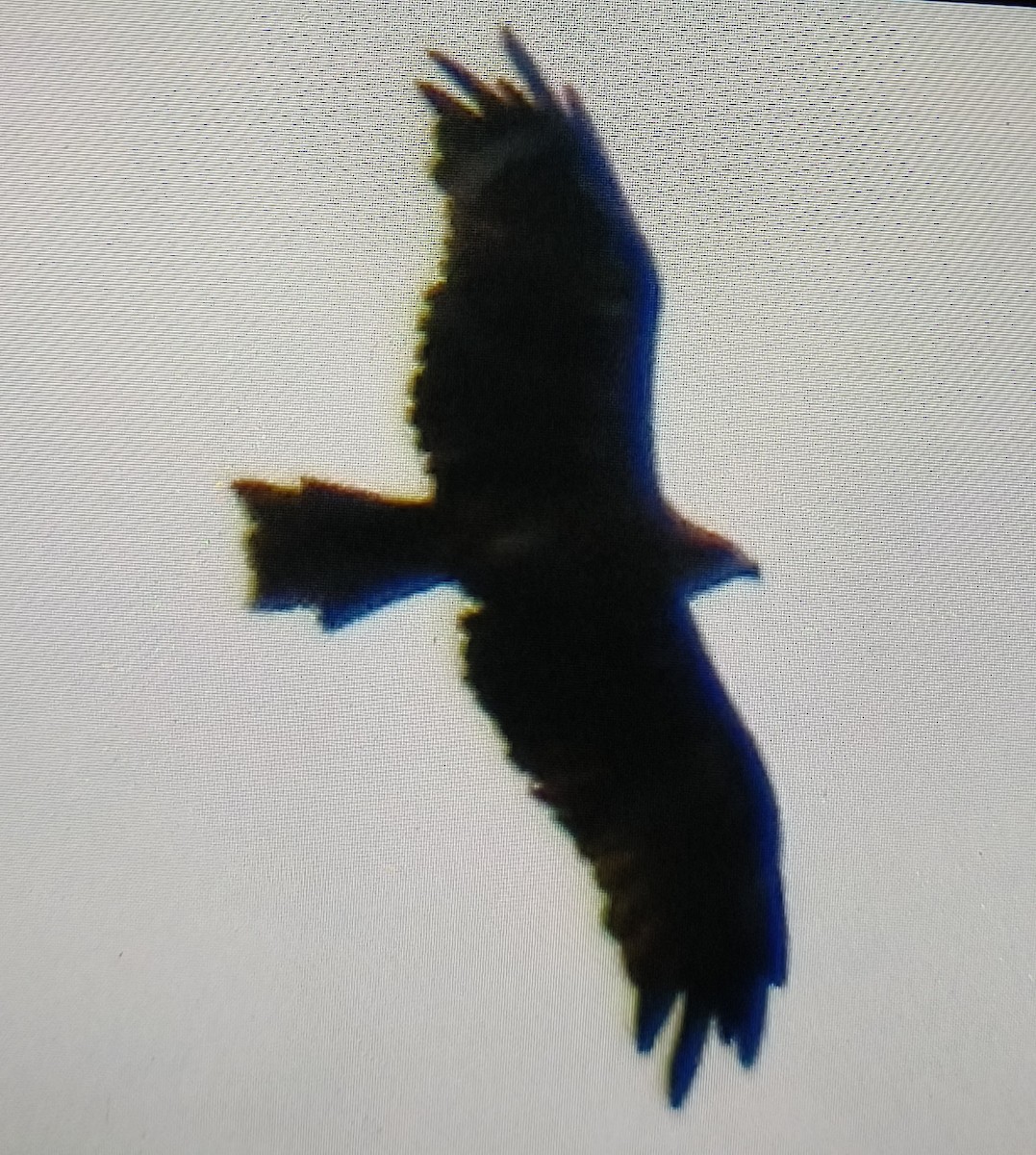 Indian Spotted Eagle - ML640471286