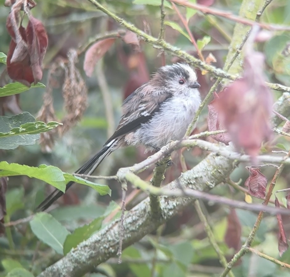 Long-tailed Tit (europaeus Group) - ML640471291