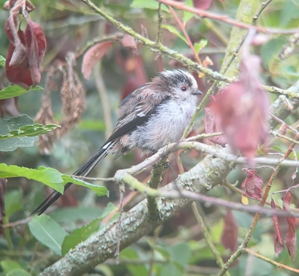 Long-tailed Tit (europaeus Group) - ML640471292