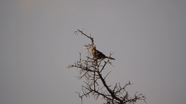 Botteri's Sparrow - ML640471328