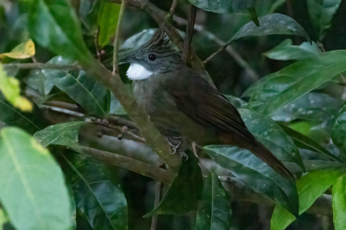 Penan Bulbul - ML640471333