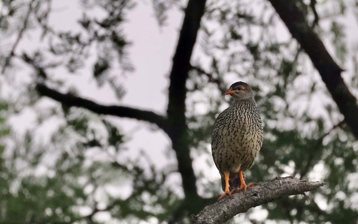 Heuglin's Spurfowl - ML640471352