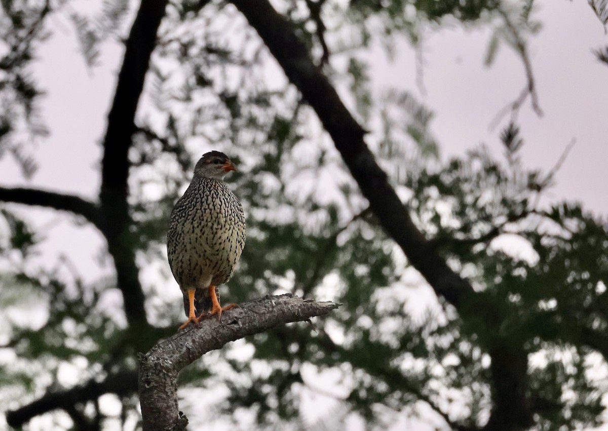Heuglin's Spurfowl - ML640471353