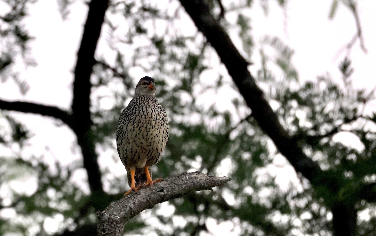 Heuglin's Spurfowl - ML640471354