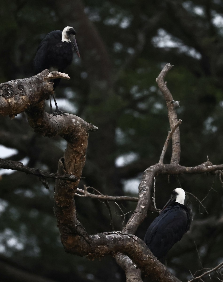 Cigogne à pattes noires - ML640471371