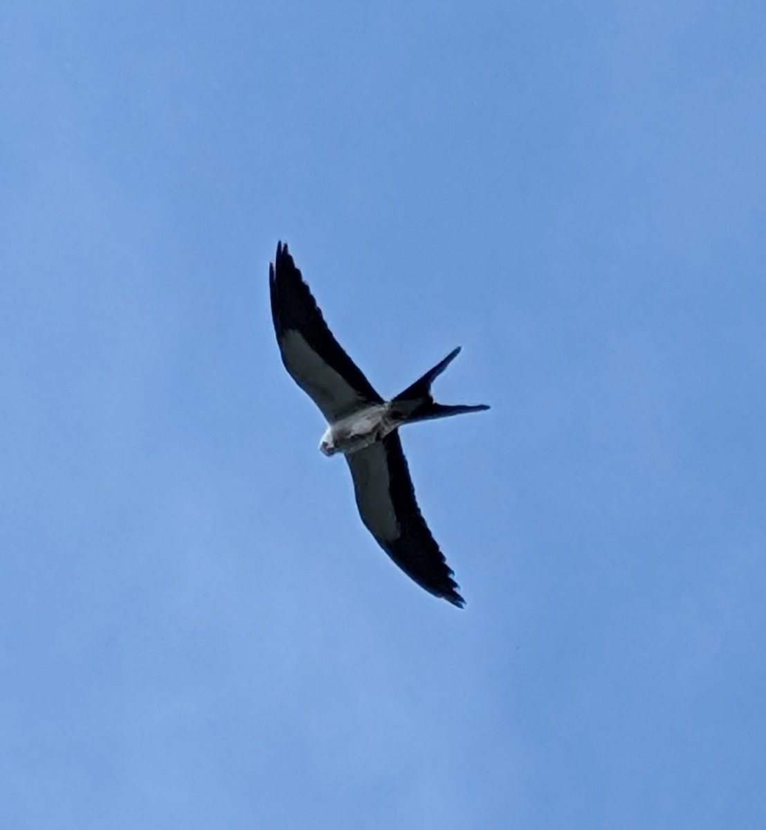 luňák vlaštovčí - ML640471542