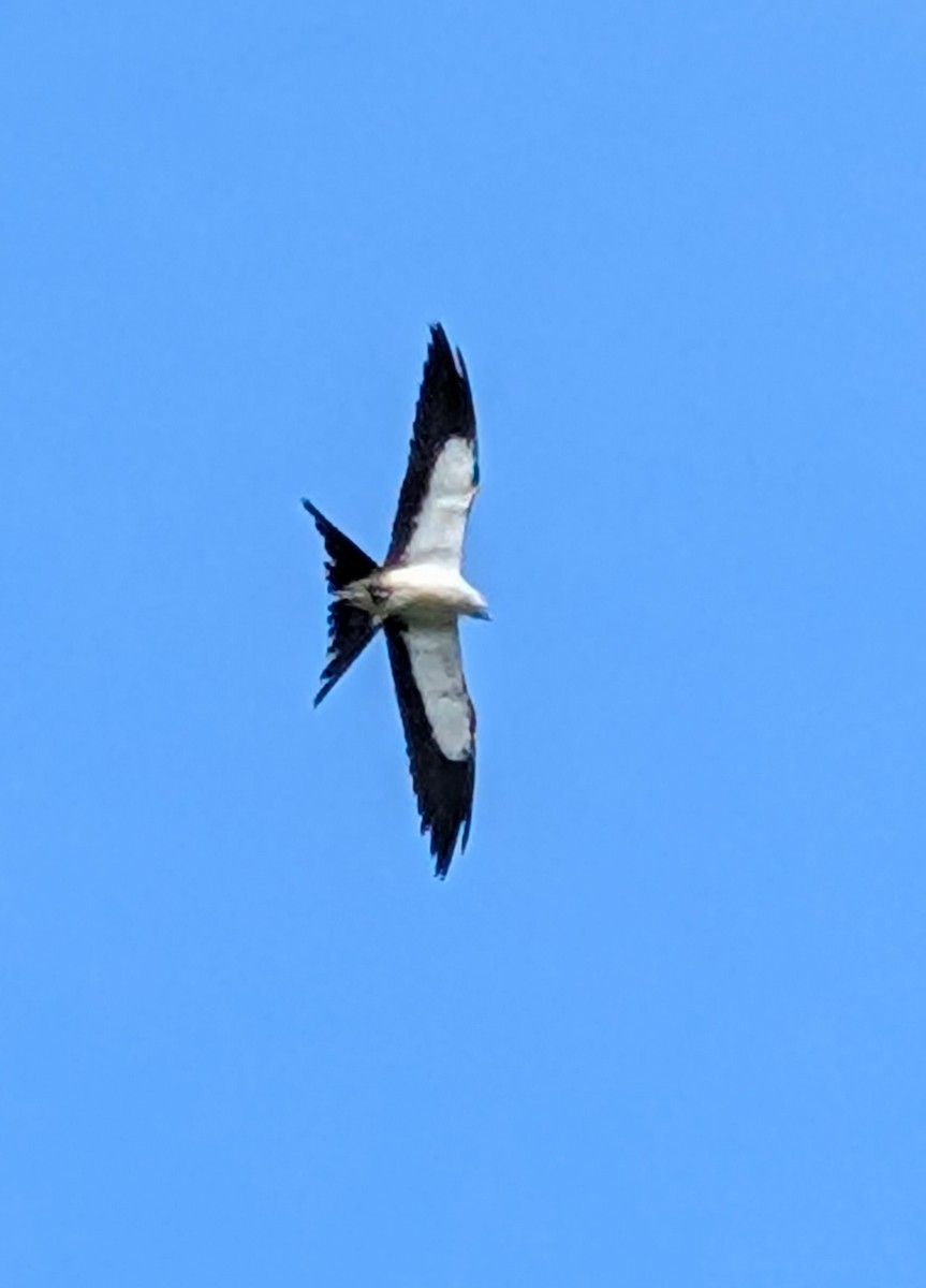 luňák vlaštovčí - ML640471543