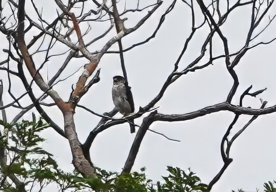 Tiny Hawk - ML640471640