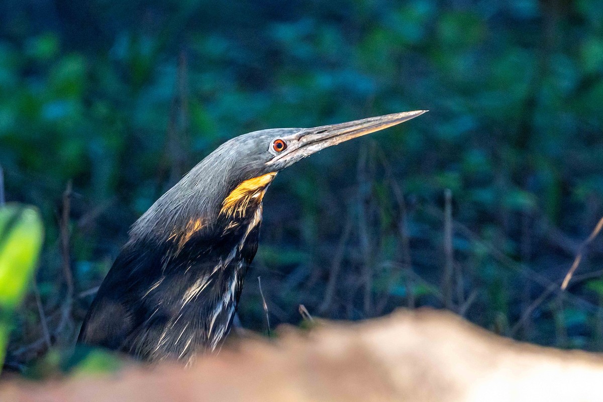Black Bittern - ML640471645