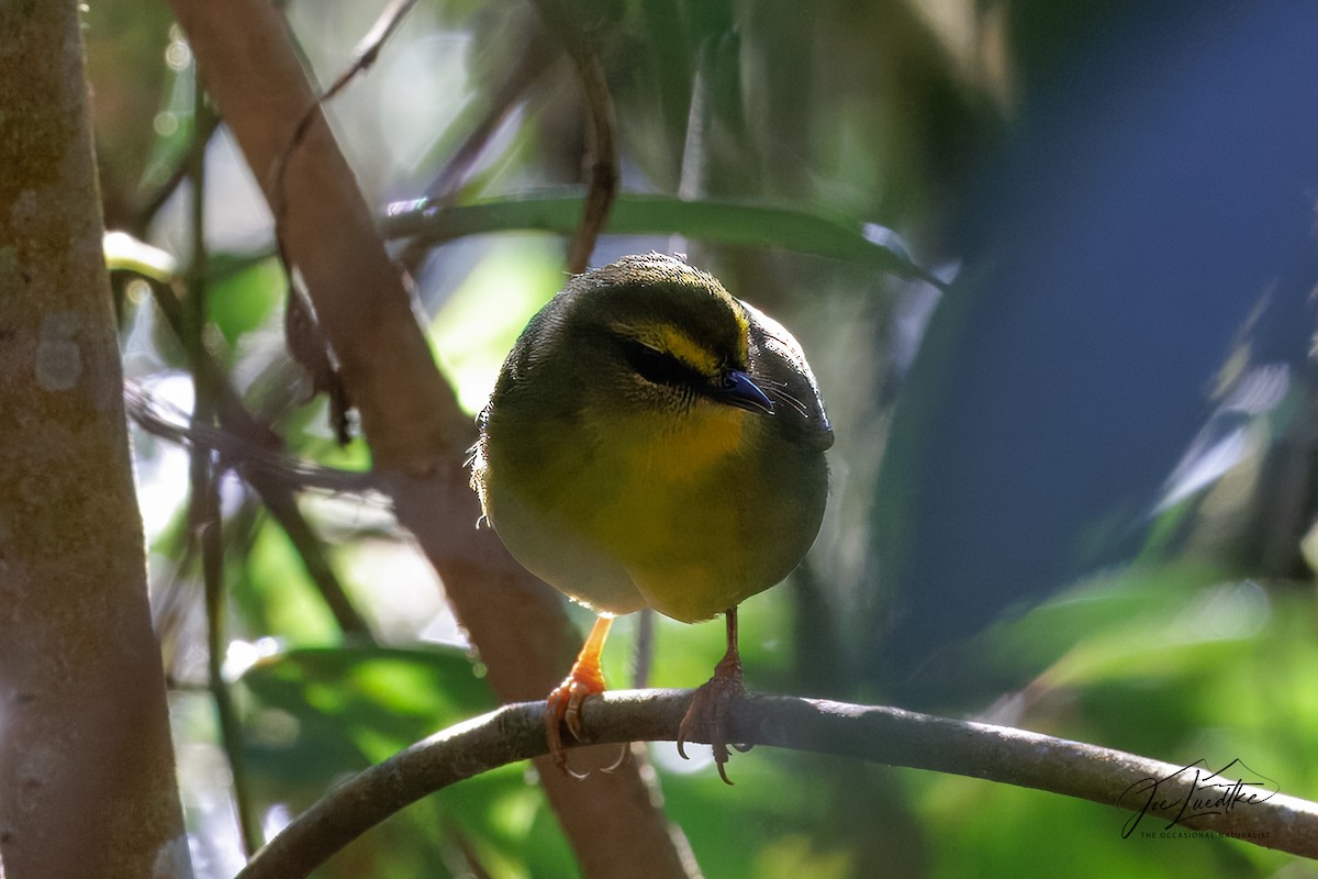 Pale-legged Warbler - ML640471682