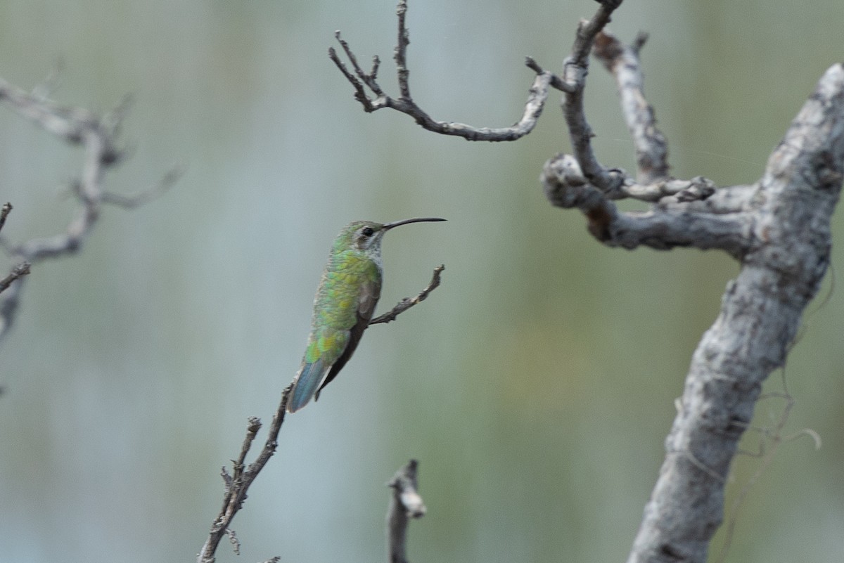 White-tailed Goldenthroat - ML640471688