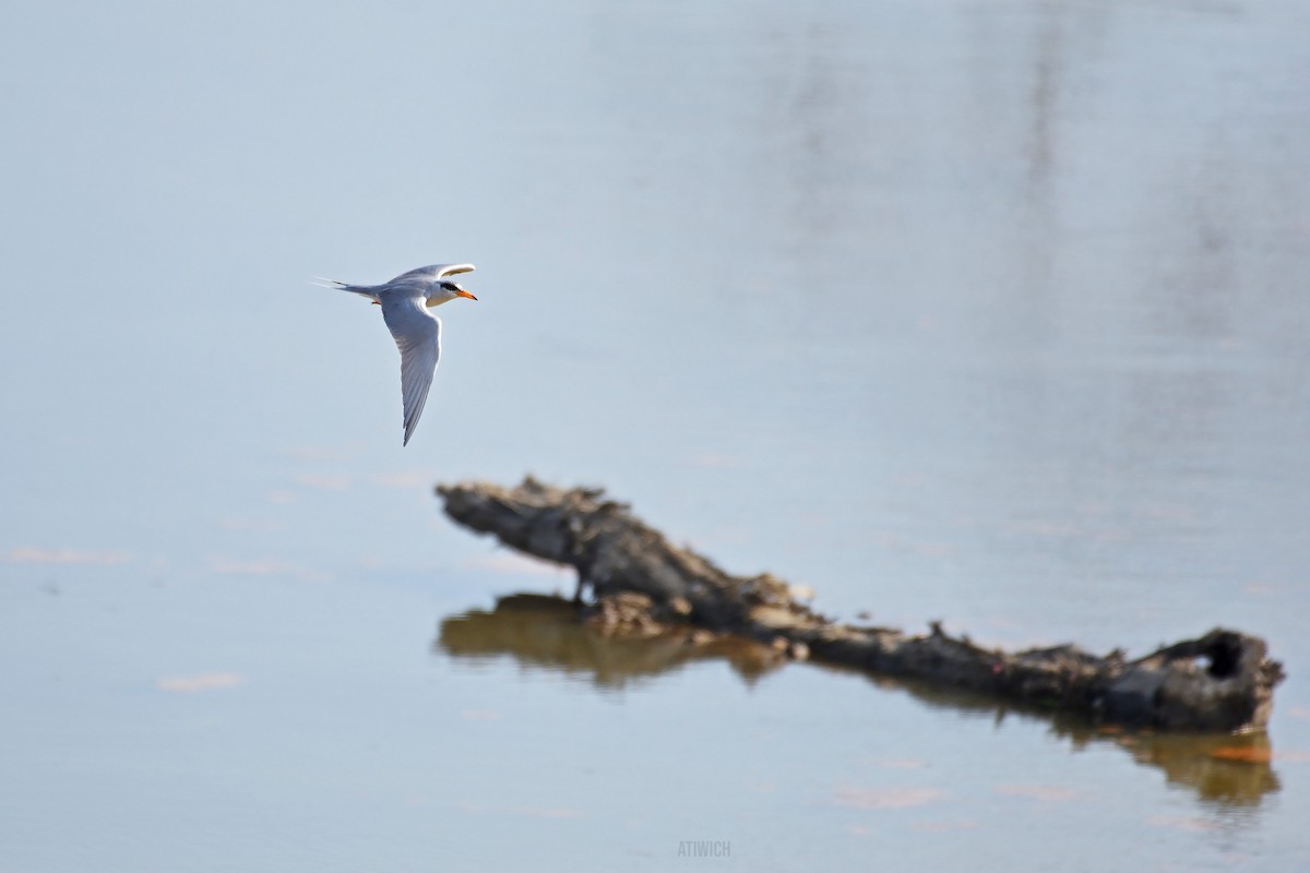 River Tern - ML640471710