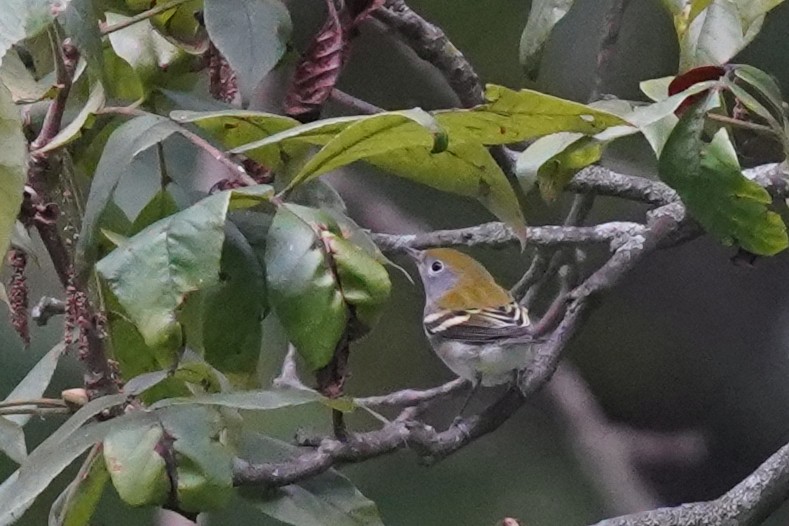 Chestnut-sided Warbler - ML640471738