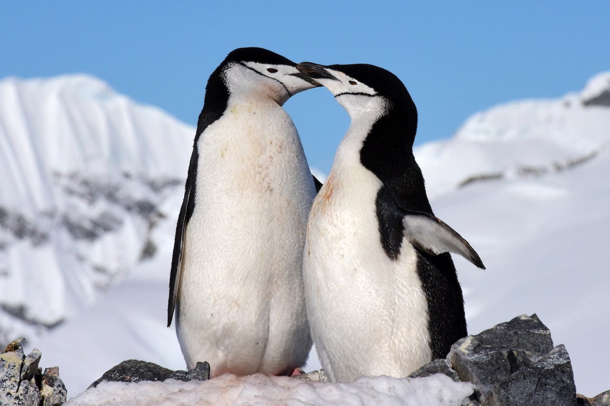 Chinstrap Penguin - ML640471773